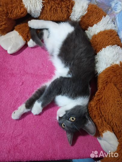 Кошечки очень ищут добрые руки, черный котик