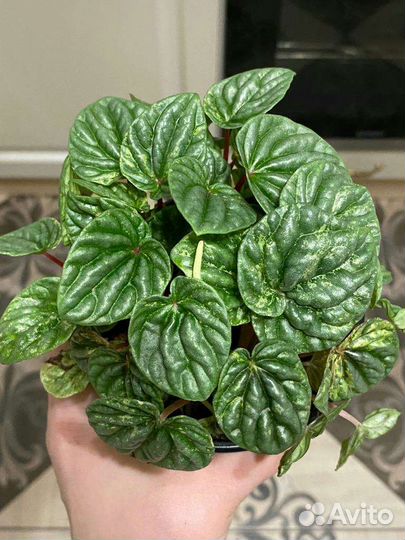 Пилея и пеперомия