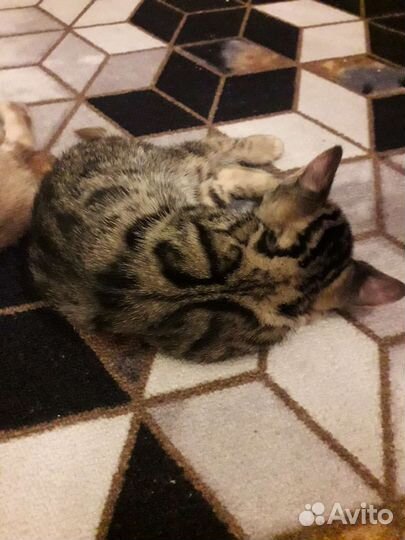Бенгальский котенок