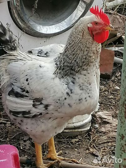 Молодые петухи