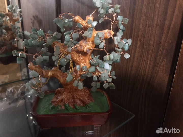 Денежное дерево