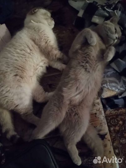 Отдам бесплатно
