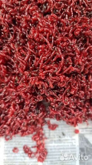 Мотыль. Медведка. Гробак.Короед