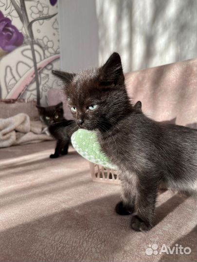 Котята отдам бесплатно