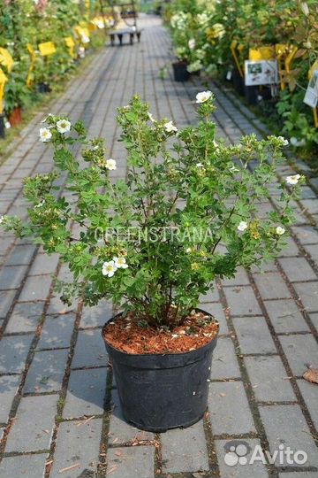 Лапчатка кустарниковая Creme Brulee