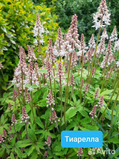 Рассада Папоротник Ирис Флоксы Почвопокровные Тимь