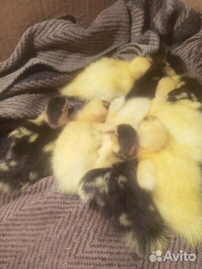 Утки муларды