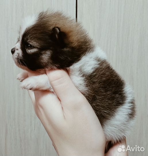 Шпиц девочки и мальчики
