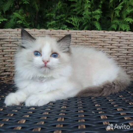 Эксклюзив, рэгдолл в разведение