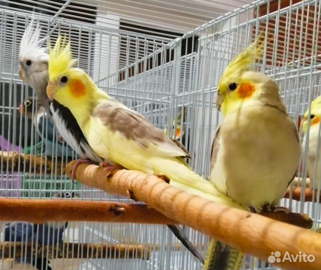 Попугай корелла