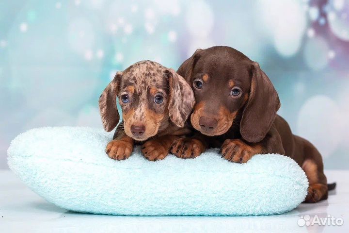 Такса миниатюрная