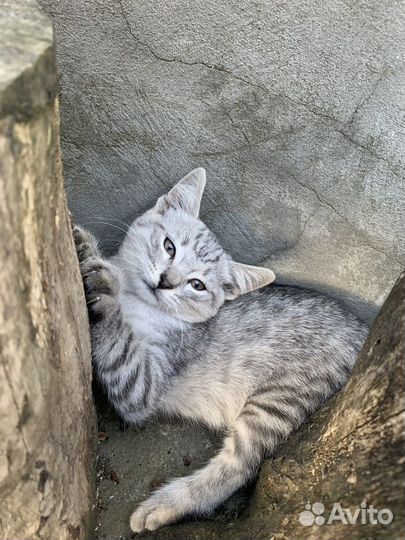 Котят в добрые руки