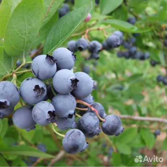 Голубика сорт Торо