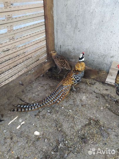 Утки, лебеди,павлины