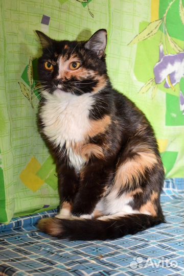 Кошка в дар