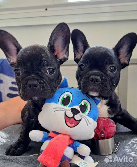 Французский бульдог