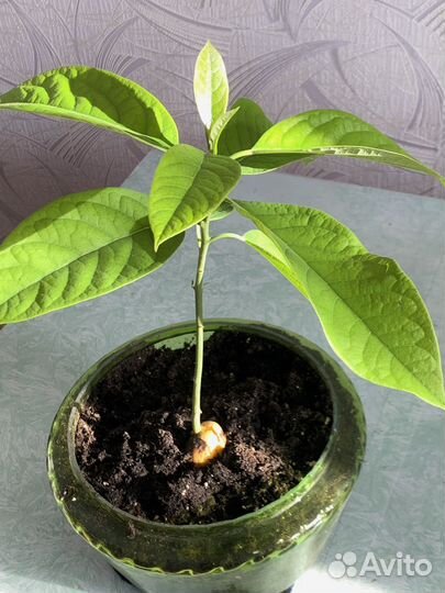 Авокадо дерево