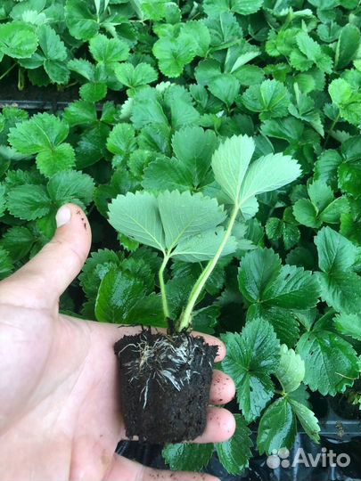 Рассада, сорт Клери