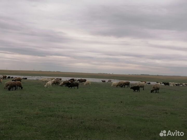 Овцы бараны козы