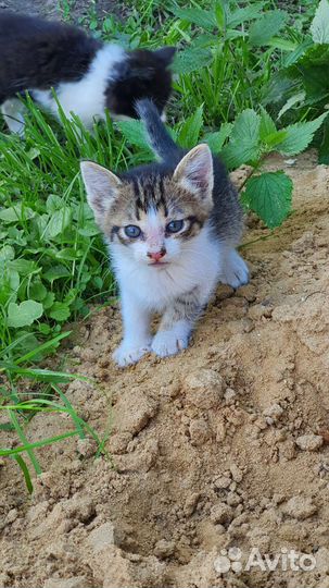 Котята в добрые руки бесплатно