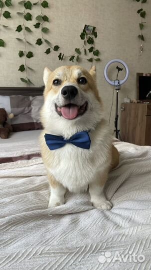 Вязка собак