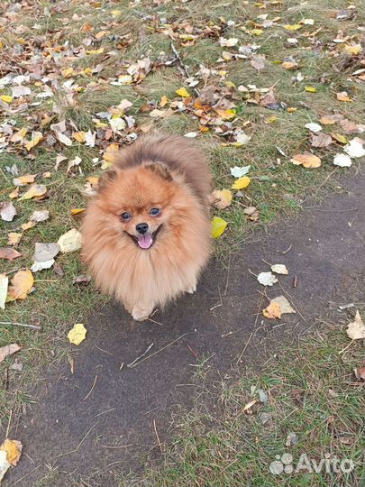 Вязка шпицов