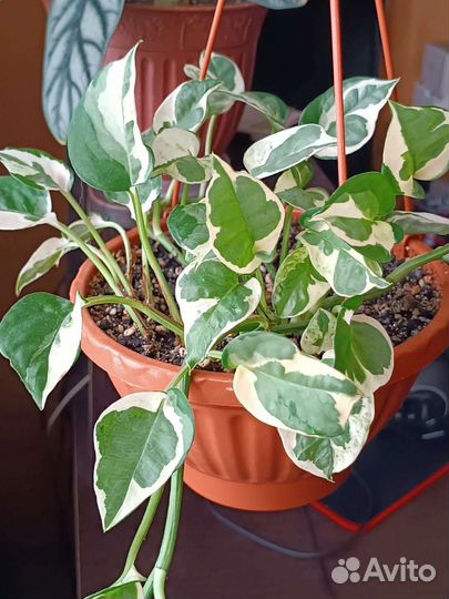 Сциндапсус н джой