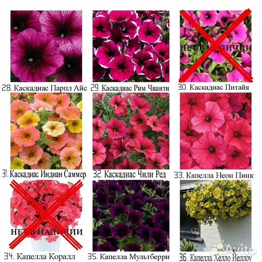 Рассада вегетативных ампельных цветов