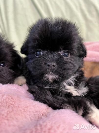 Мальчи Щенок мини Ф1