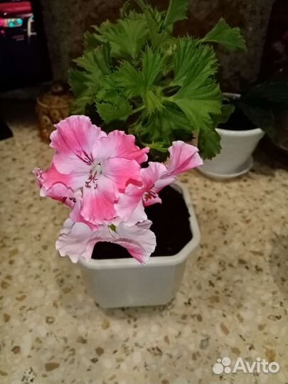 Пеларгония герань