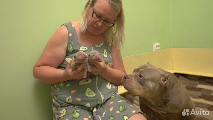 Американский Булли два щенка