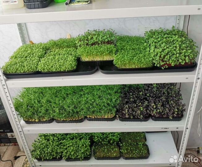 Микрозелень оптом и в розницу