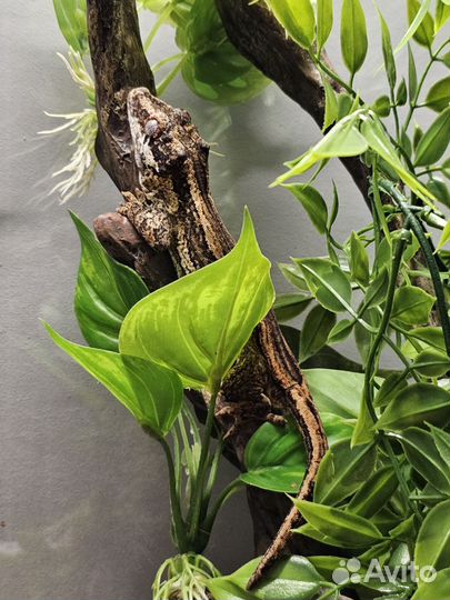 Ушастый бананоед