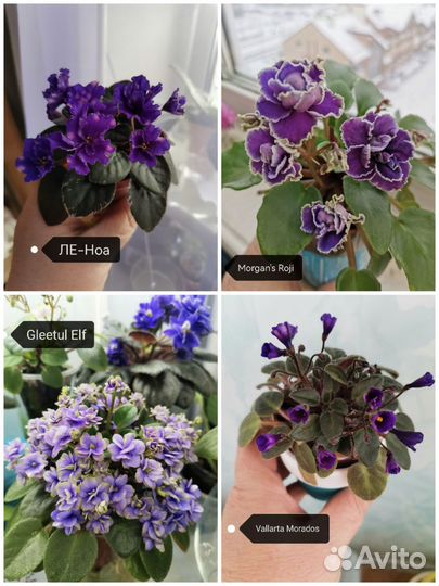 Укорененные листы мини фиалок