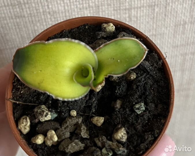 Суккуленты и кактусы