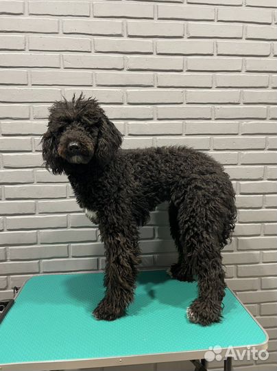 Стрижка домашних животных - кошек и собак