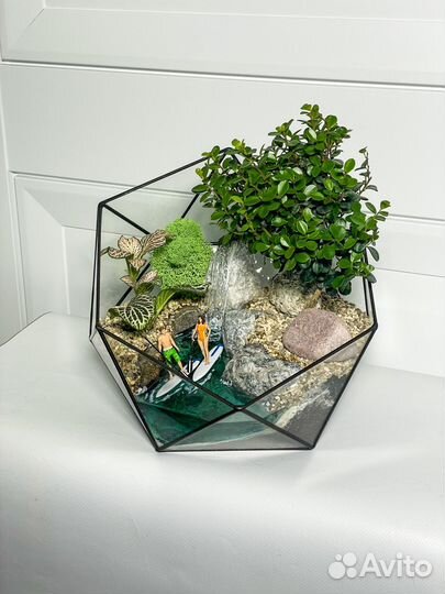 Флорариум мирсина supboard букет цветы бонсай
