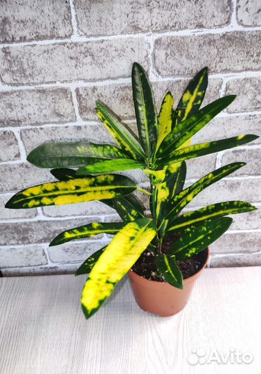 Комнатные растения 16