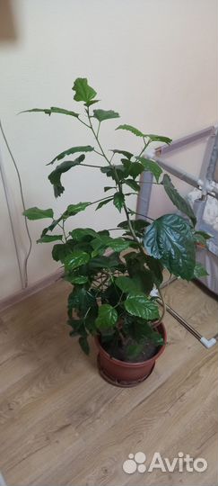 Гибискус китайская роза