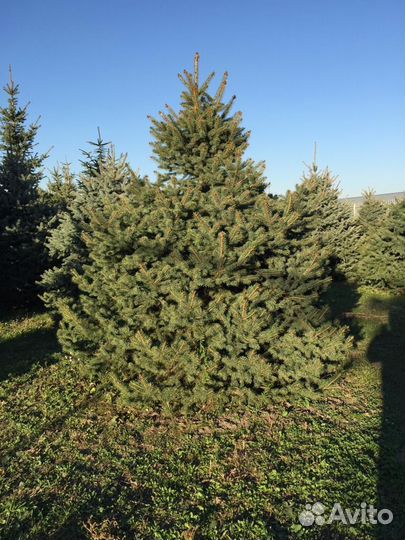 Голубые ели