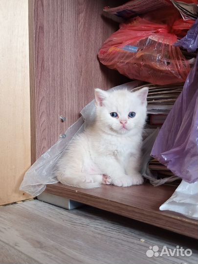 Котята шотландские