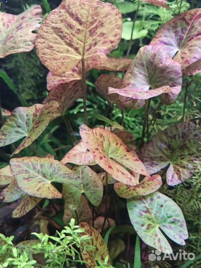 Аквариумные растения