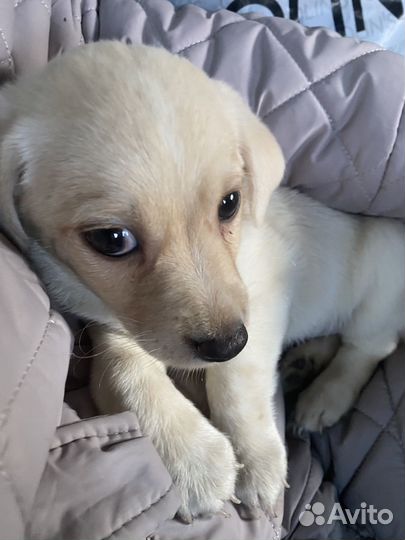 Щенок бигль мальчик