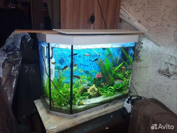 А квариум 100 литров с тумбой в ремонт
