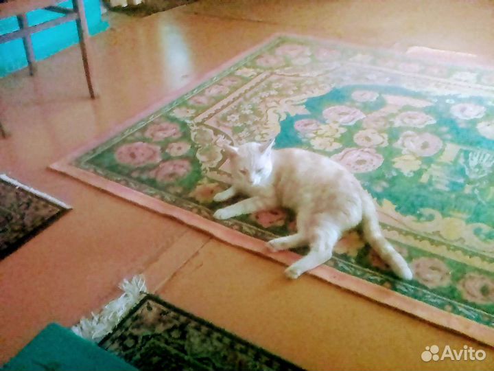 Кошка Тигровая