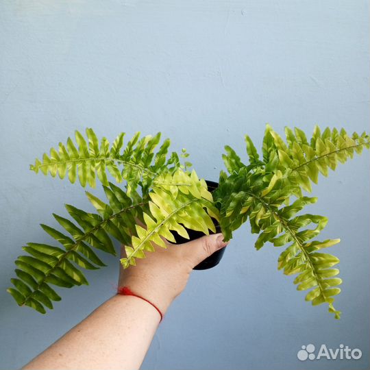 Папоротник Taiger(Тигр)