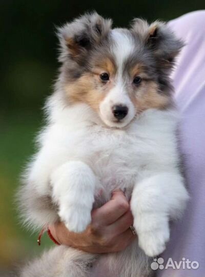 Щеноки шелти