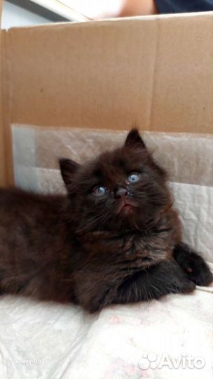 Черный пушистый котенок