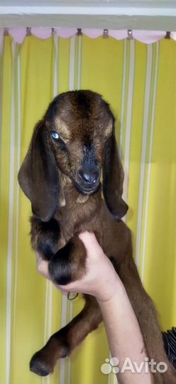 Нуб козел,дойнная камори, нубо камори% козлята