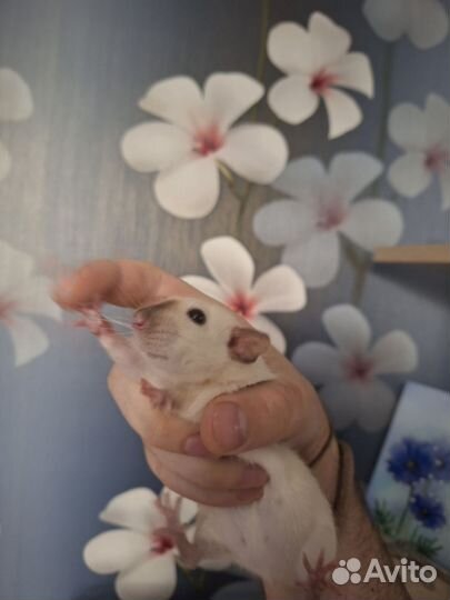 Крысы дамбо